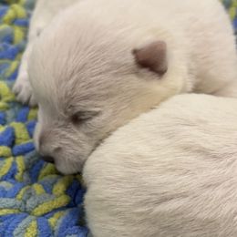 Female 3 - White female West Highland White Terrier puppy in Boaz, Alabama from Creekside Westies