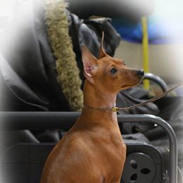 Venus - Miniature Pinscher