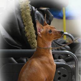 Venus - Miniature Pinscher