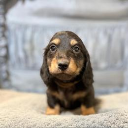 Trace - Black and tan male Dachshund puppy in Anderson, Alabama from Pasek Kennels