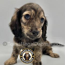 Espresso 3000 - Cream female Dachshund puppy in Houston, Texas from Texas Regal Dachshunds LLC