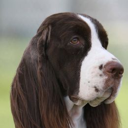 English Springer Spaniels from Stonehenge English Springer Spaniels