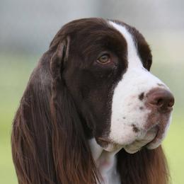 English Springer Spaniels from Stonehenge English Springer Spaniels