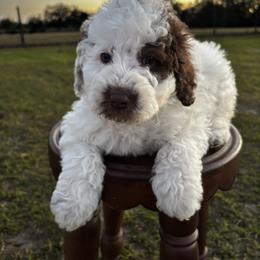 Mr Belding - Brown and white male Aussiedoodle puppy in Lake City, Florida from North Florida Poodles and Doodles