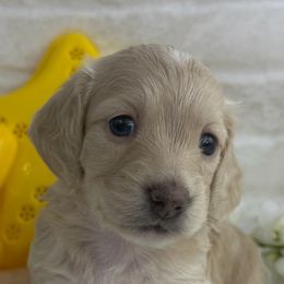 Dachshund Puppies from Chilidog Dachshunds