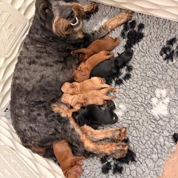 Peter - Red  male Goldendoodle puppy in Point, Texas from Tiny Paws Goldendoodles