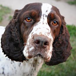 Valley - English Springer Spaniel