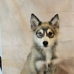 Axel - Wolf sable male Pomsky puppy in Stover, Missouri from Lx2 County Line Pomskis
