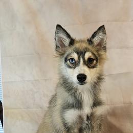Axel - Wolf sable male Pomsky puppy in Stover, Missouri from Lx2 County Line Pomskis