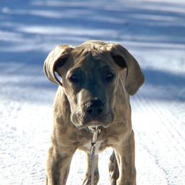 Great Danes from Last Frontier Great Danes