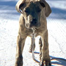 Great Danes from Last Frontier Great Danes