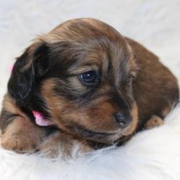 Rosie - Sable female Dachshund puppy in Lily, Kentucky from Little Acres Miniature Dachshunds