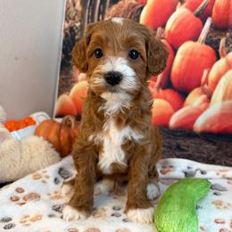 Zak - Red male Cavapoo puppy in Lebanon, Missouri from Danielle’s Doodles
