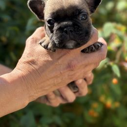 Boy 2 - French Bulldog puppy from Deolin