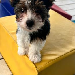 Mattie - Black tan and white female Biewer Terrier puppy in Chester, South Carolina from Classic Biewers