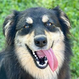 Australian Shepherds from Southern Sass Aussies
