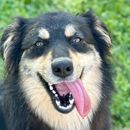 Australian Shepherds from Southern Sass Aussies