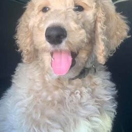 Goldendoodle and Poodle Puppies from Prime Doodles