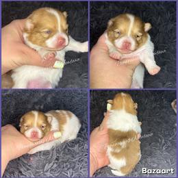 AKC Rumi - Cream sable parti female Pomeranian puppy in Saint Ignatius, Montana from Pomeranians Montana