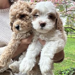 Bernedoodle, Cavapoochon, Goldendoodle, and Spanish Water Dog Puppies from PitterPatterPuppiesNJ