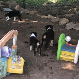 Australian Shepherd Puppies from Azzo Aussies