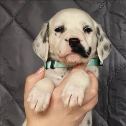 Boy 1 - White and black male Dalmatian puppy in New Straitsville, Ohio from Woofter Dalmatians