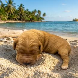 Girl 1 - Dark golden female Golden Retriever puppy in Wind Gap, Pennsylvania from Supreme Goldens