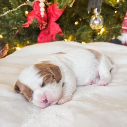 Mira - Blenheim female Cavalier King Charles Spaniel puppy in Highland, Utah from Furever Cavaliers