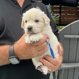 Mr. Blue - Light golden male Golden Retriever puppy in Crestview, Florida from Pushin’ Sand Goldens