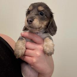 Anise - Blue and cream female Dachshund puppy in Benson, North Carolina from Queen of Weens Mini Dachshunds