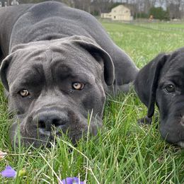 Cane Corso from Res Ipsa Kennels