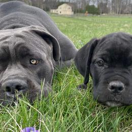Cane Corso from Res Ipsa Kennels