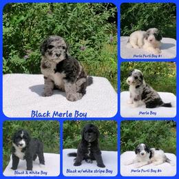 Bernedoodle Puppies from Foothills Family Doodles