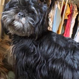 PARKER - Shih Tzu