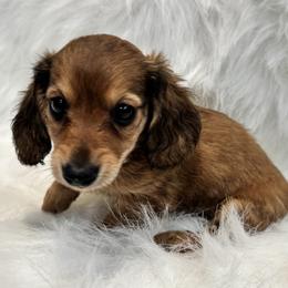 Laffy - Sable female Dachshund puppy in Cabool, Missouri from Dachshund's of Country Magic Farms in Missouri
