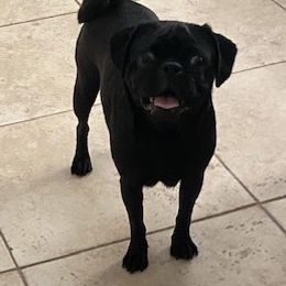 Pug All Grown Up from Pug Puppers
