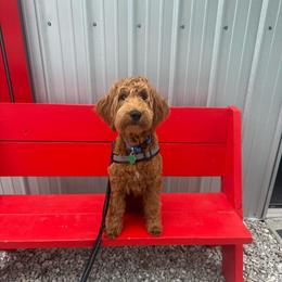 Charmander - Red male Bearded Retriever puppy in Norman, Oklahoma from Wilson Family Companions