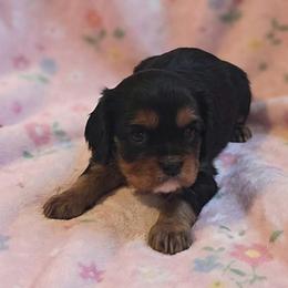 Lacey - Black and tan female Cavalier King Charles Spaniel puppy in Pennsylvania from Julie's Cavalier King Charles Spaniels
