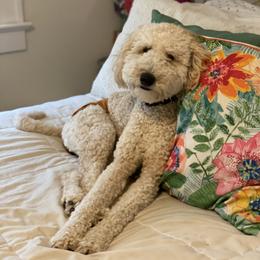 Amelia - Goldendoodle