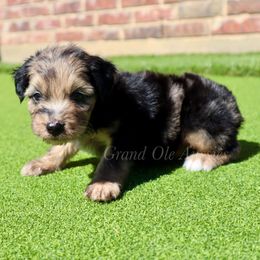 Lexus - Blue merle female Aussiedoodle puppy in Weatherford, Texas from Grand Ole Aussies