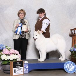 Honeybee - Samoyed