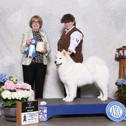 Honeybee - Samoyed
