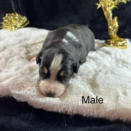 Black tri 1 - Black tri-color male Australian Shepherd puppy in Loganville, Georgia from Howell Aussies