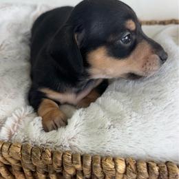 Harbor - Black and tan female Dachshund puppy in Bremen, Georgia from Asapp’s Sweet and Spicy Dachshunds
