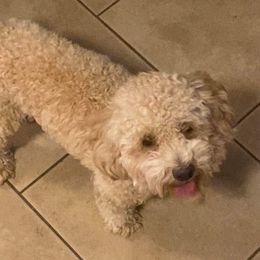 Jacob - Poodle