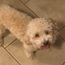 Jacob - Poodle