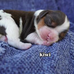 Kiwi Chocolate Tri Color - Chocolate female Cavalier King Charles Spaniel puppy in Nampa, Idaho from Heart Mountain Cavaliers & Floating Feathers Kennel