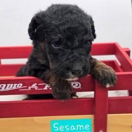 Sesame - Phantom female Bernedoodle puppy in Neillsville, Wisconsin from Granton Creek