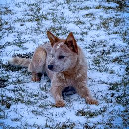 Ooopsie - Australian Cattle Dog