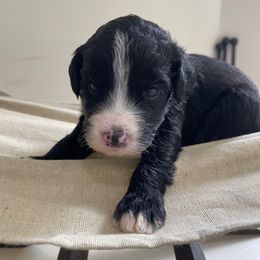 Bowie - Black and white male Sheepadoodle puppy in Rocky Point, North Carolina from CelticDoods